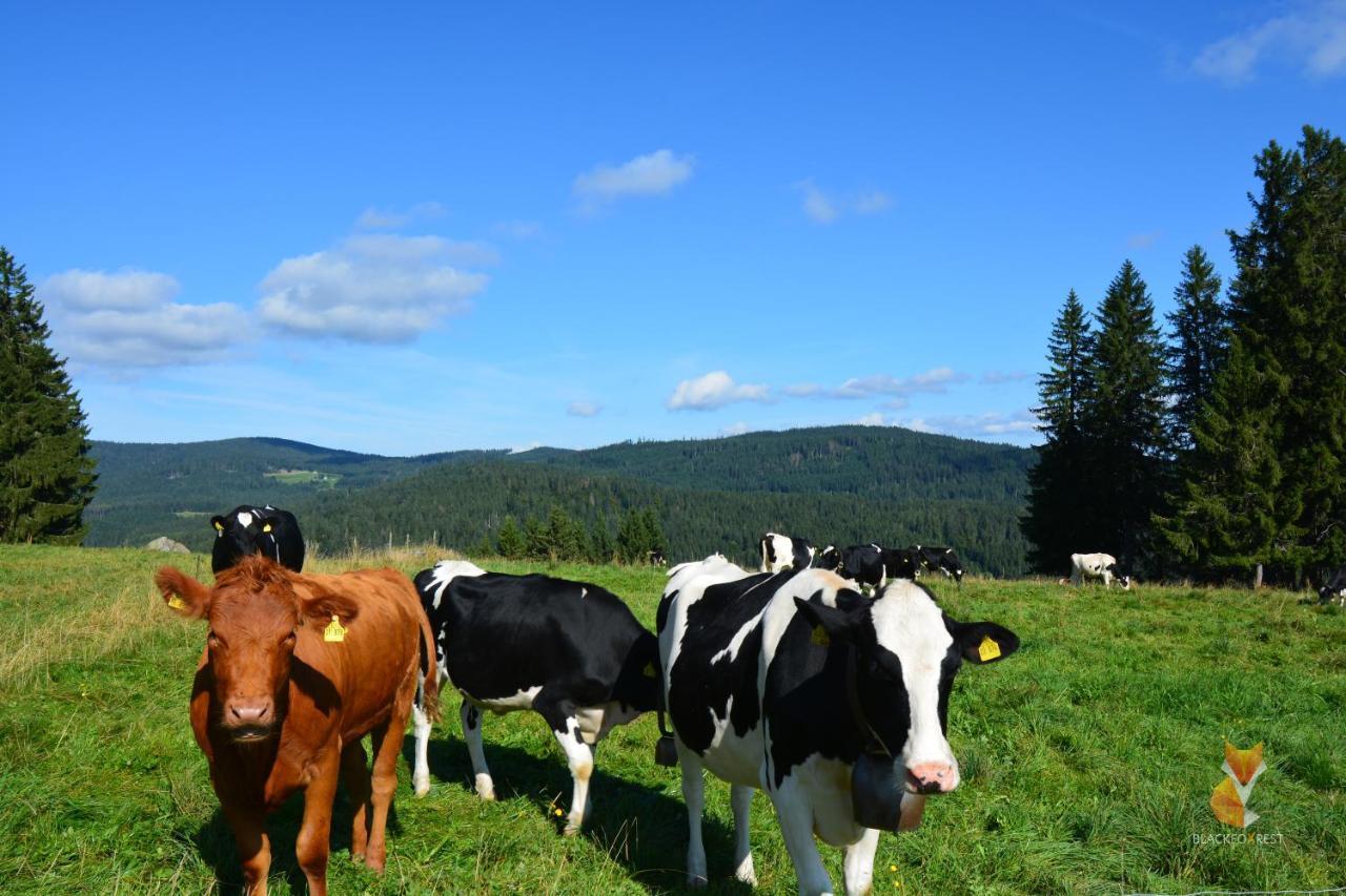 Blackfoxrest Ferienwohnung Feldberg  Exteriör bild