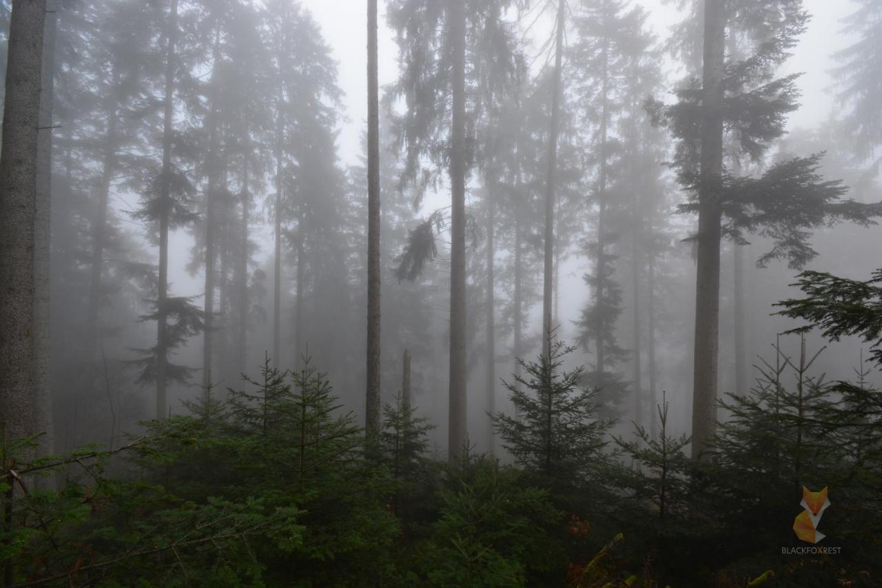 Blackfoxrest Ferienwohnung Feldberg  Exteriör bild