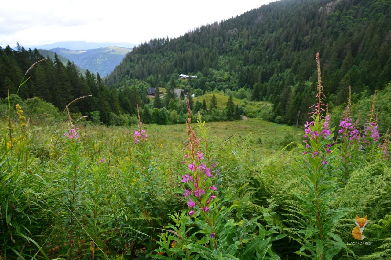 Blackfoxrest Ferienwohnung Feldberg  Exteriör bild